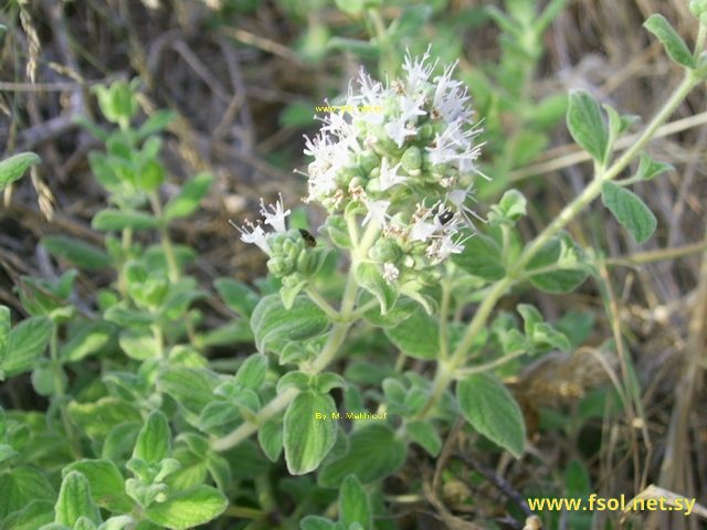 Origanum syriacum L.